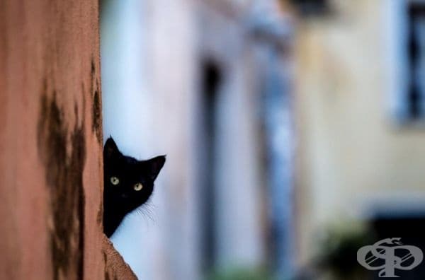 23 котки, които са тъмни като нощта