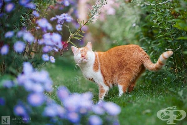 25 снимки на коте, което вижда със сърцето си