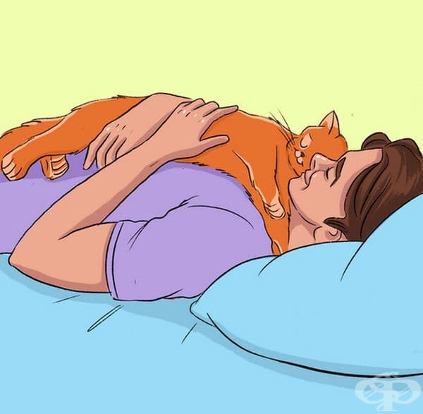 Котката ви спи върху вас, защото сте голяма и удобна възглавница.