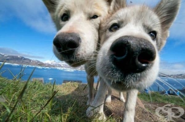 35 най-добри снимки в историята на National Geographic