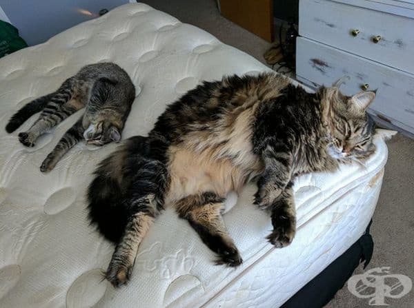 Две много различни породи котки: американска късокосместа котка и мейн кун.