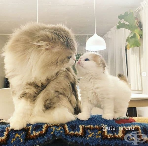 На тате момичето.