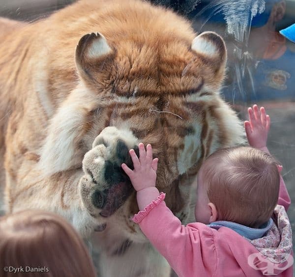 Когато две напълно различни същества се опитат да "кажат" едно на друго, че никой от тях не е сам.