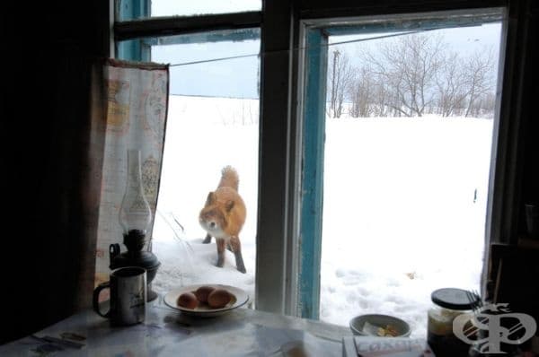 Неочакван посетител