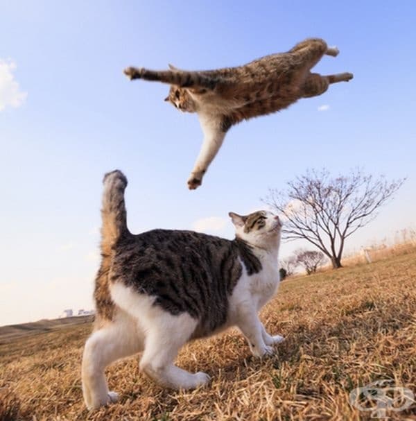 Летяща котка.