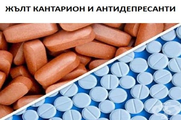 Действието на някои лекарства може да бъде повлияно от добавки като жълт кантарион. Човек може да изпита тревожност и треска при подобна комбинация. Нивата на серототин ще се повишат и може да се предизвикат гърчове.