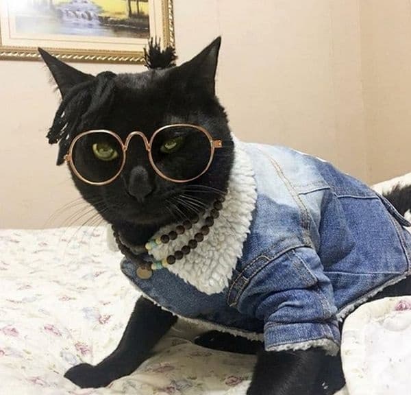 Котка от ново поколение.