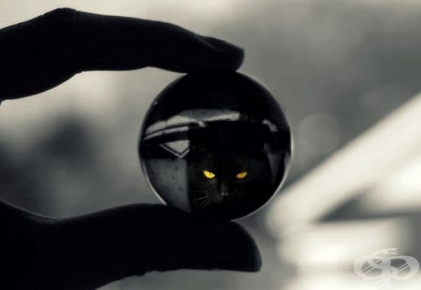 23 котки, които са тъмни като нощта