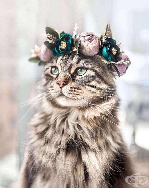 Котки и кучета с величествени корони от пъстри цветя