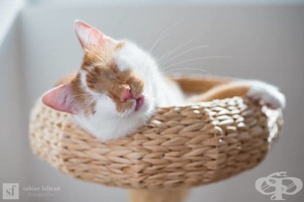 25 снимки на коте, което вижда със сърцето си