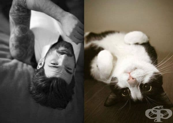 20 забавни колажа, които показват, че между котките и красивите мъже има нещо общо