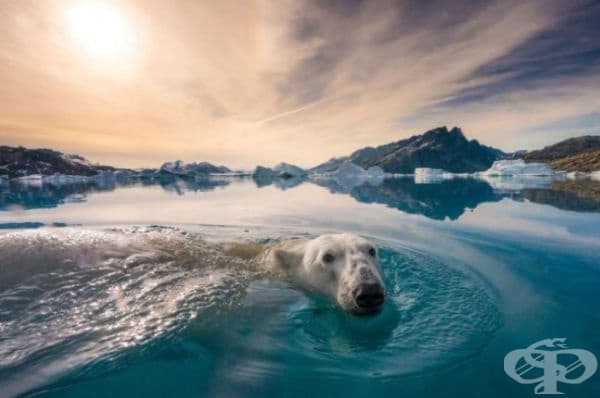 35 най-добри снимки в историята на National Geographic