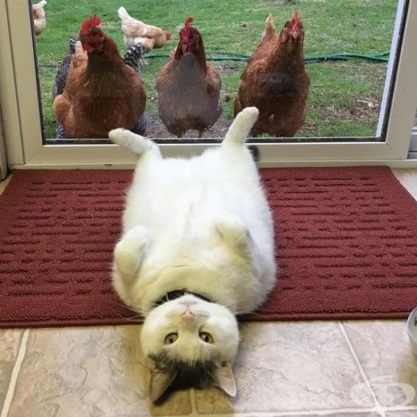 И не, котките никога не изпитват срам.