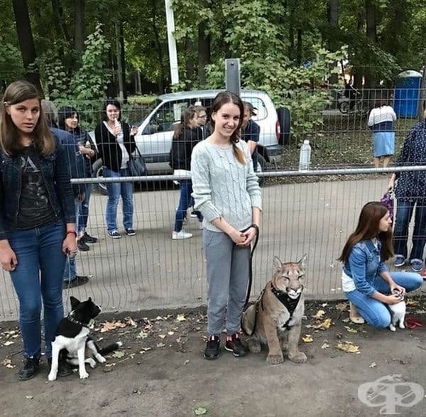 Те са се приспособили към нуждите на голямата котка.