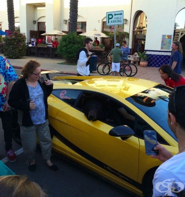 Нищо особено - просто мечка в Lamborghini.