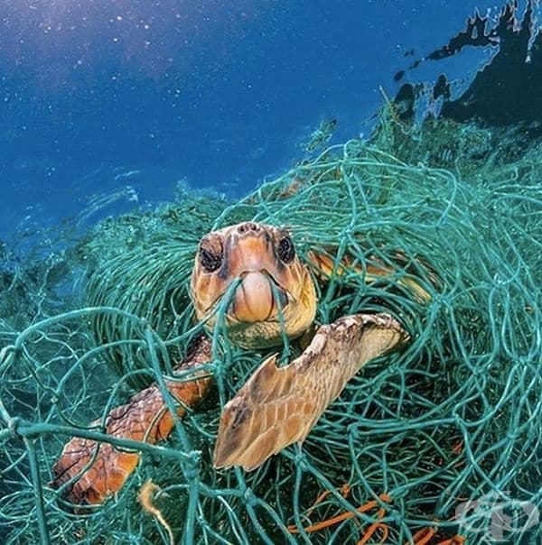 Когато морския свят се сблъска със света на човека.