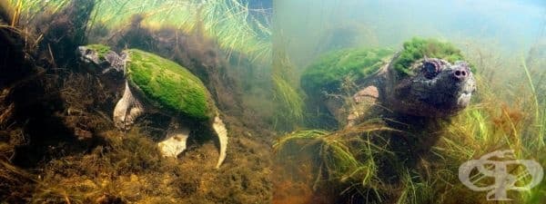 Костенурка, покрита с водорасли.