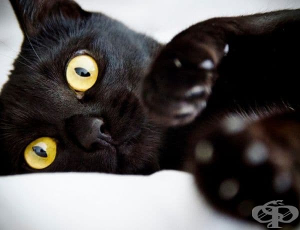 23 котки, които са тъмни като нощта