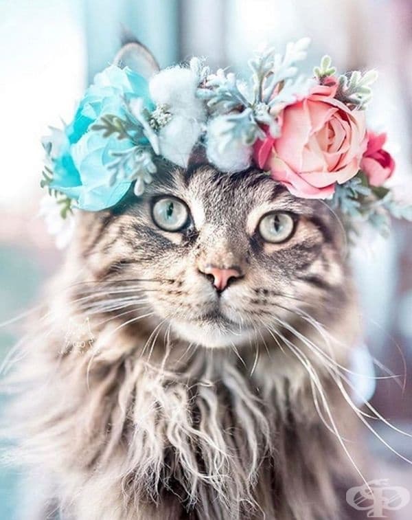Котки и кучета с величествени корони от пъстри цветя