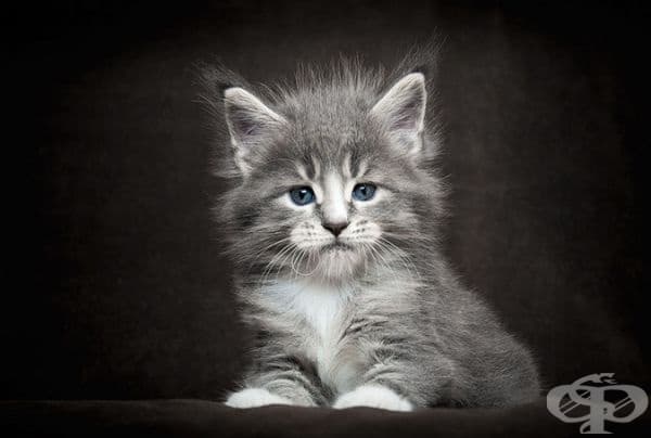 25 снимки за Мейн Кун – кралете на котките