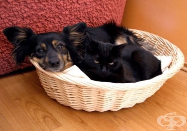 30 кучета и котки, станали най-добри приятели