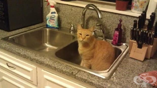 "Открих този приятел в мивката, а нямам котка."
