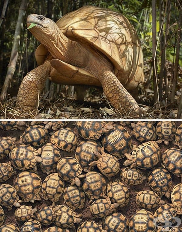 Мадагаскарска ъглеста костенурка