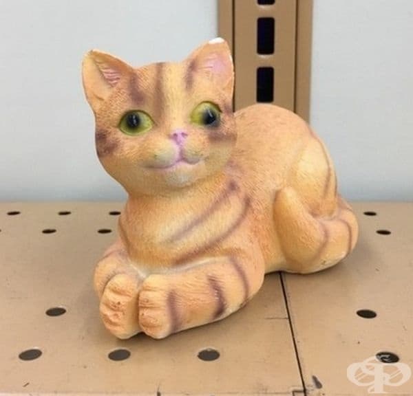 Рядко и специално коте.