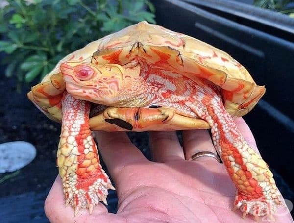 Впечатляваща костенурка.