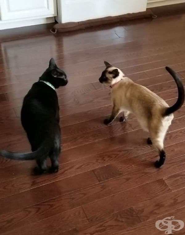 Котките мяукат на хората, но не и на други котки. Мяукането се използва за комуникация с хората. За да общуват помежду си, котките използват аромат, езика на тялото, изражението на лицето и докосването.