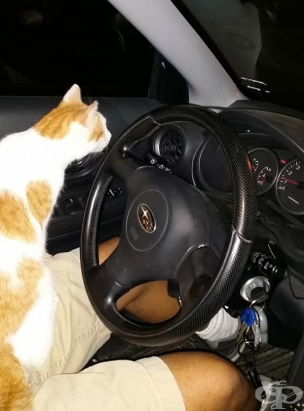 Нямам котка. Тази просто скочи в колата ми и не ми позволи да си тръгна без нея. Това ли означава да си вземеш котка?