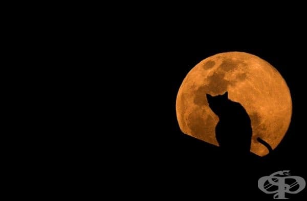 23 котки, които са тъмни като нощта