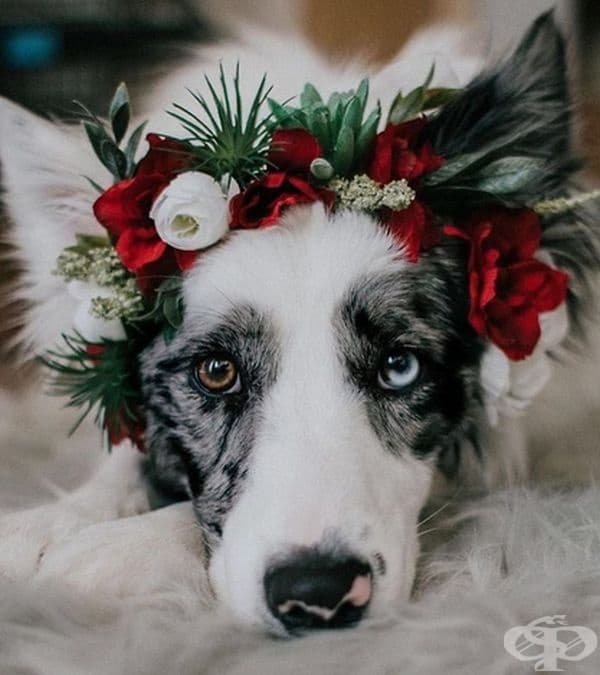 Котки и кучета с величествени корони от пъстри цветя
