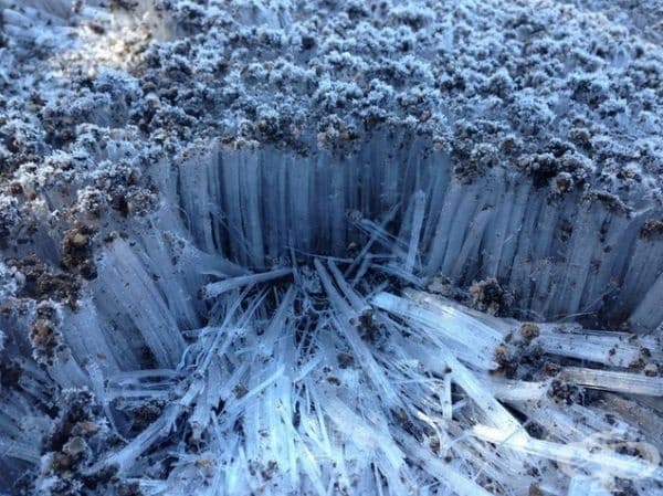 Почвата замръзна и сега изглежда като малка ледена гора.