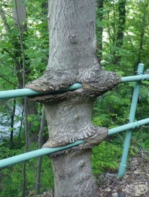 25 снимки на дървета със силно желание за живот