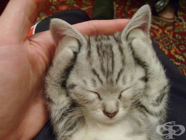 Така спи моето сладко коте.