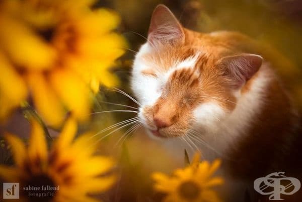 25 снимки на коте, което вижда със сърцето си