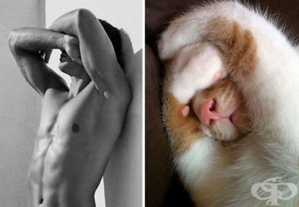 20 забавни колажа, които показват, че между котките и красивите мъже има нещо общо