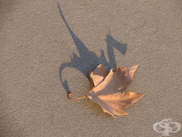 Драконово листо.