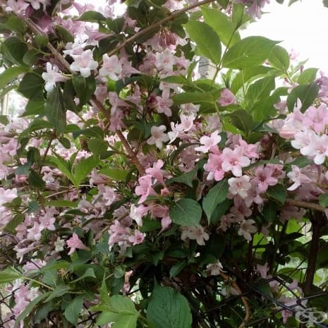 Пролетта идва в цветя, Твърдица, 2016