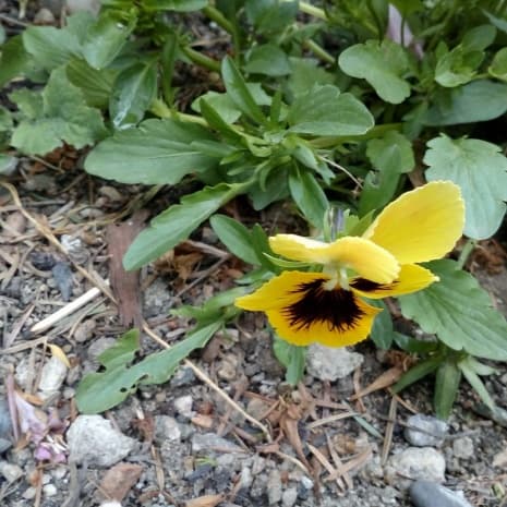Пролетта идва в цветя, Твърдица, 2016