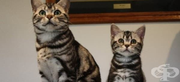 15 невероятни котки и техните малки копия