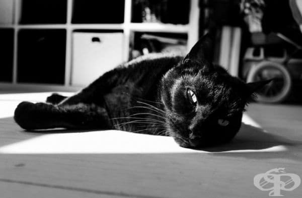 23 котки, които са тъмни като нощта
