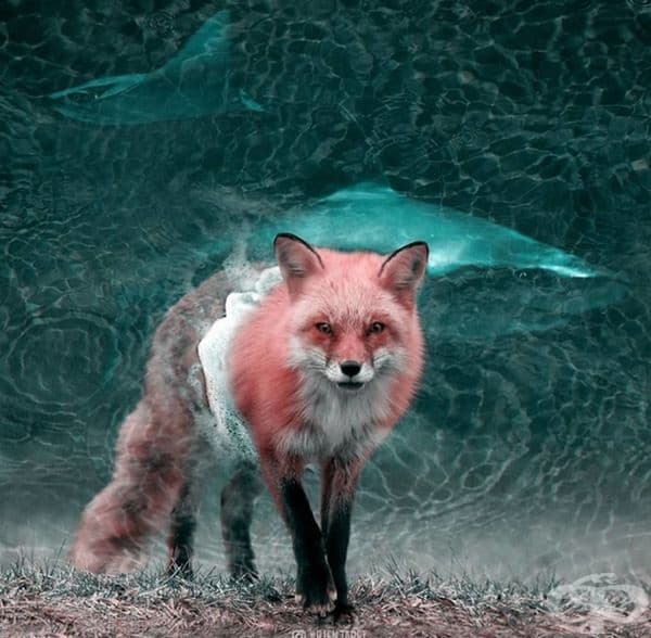 Френски дигитален художник използва умело Photoshop и създава фантастични животни