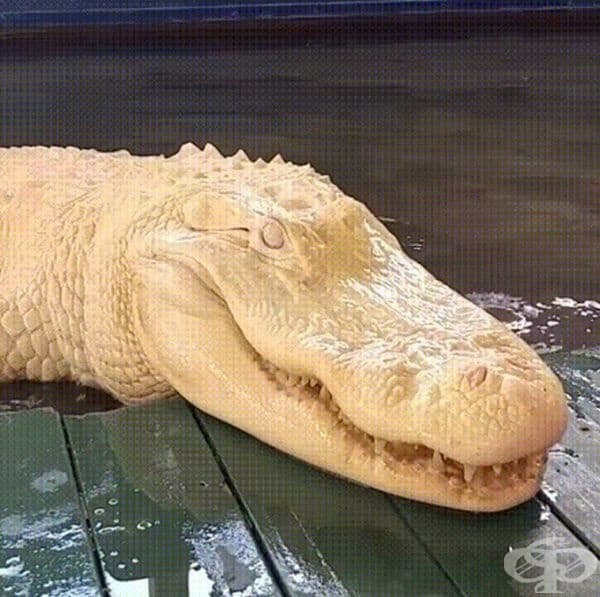 Крокодил албинос.