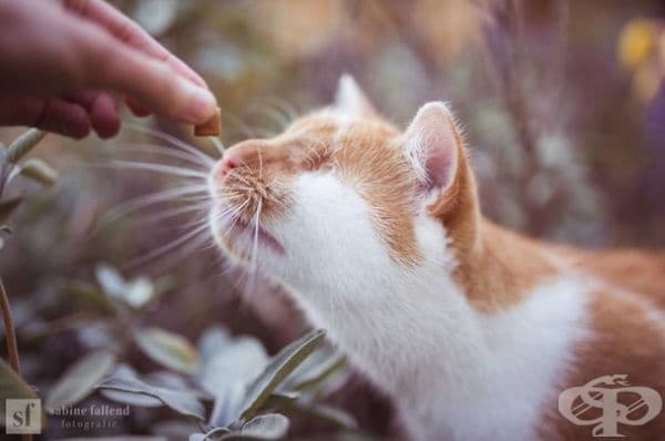 25 снимки на коте, което вижда със сърцето си