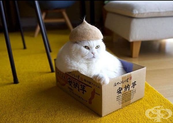 20 снимки на котки с шапки