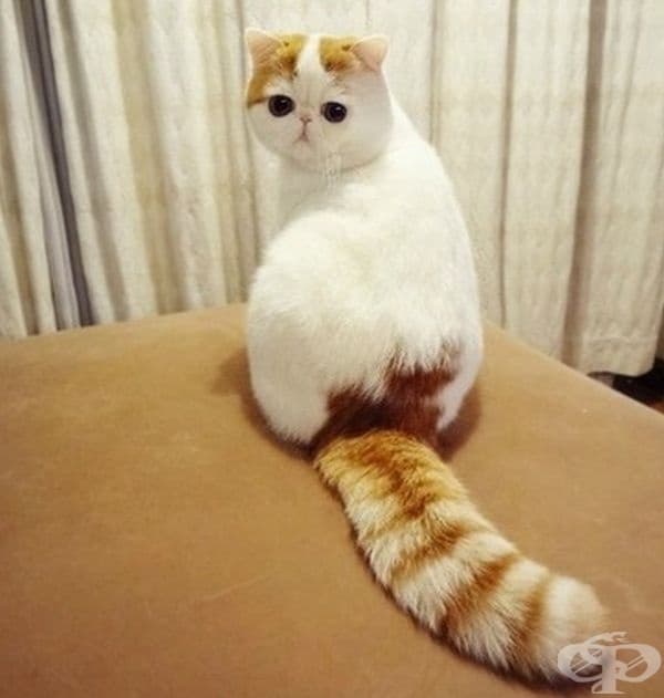 50% котка. 50% опашка. 100% възхитителен.