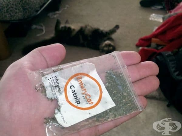 Котката на заден план е доста щастлива.