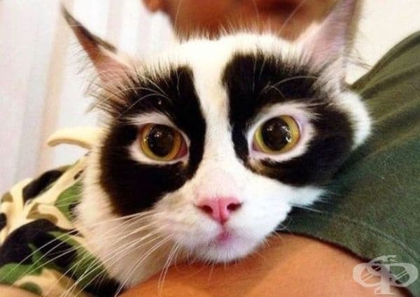 Котка Зоро.